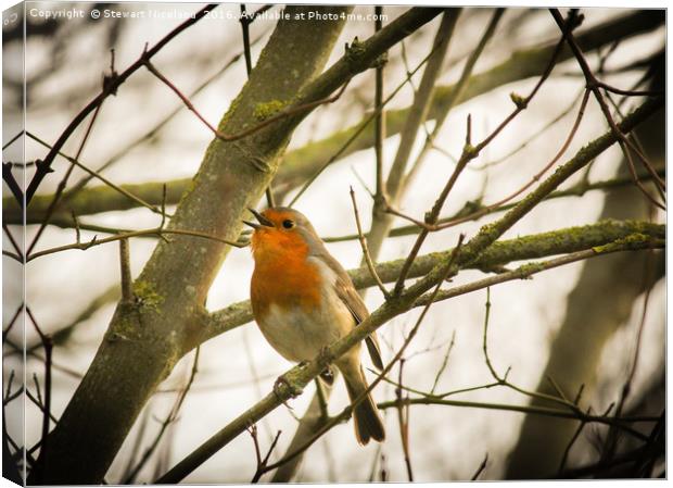 A Robin Song  Canvas Print by Stewart Nicolaou