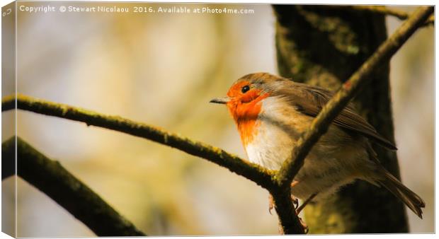 The Thoughtful Robin Canvas Print by Stewart Nicolaou