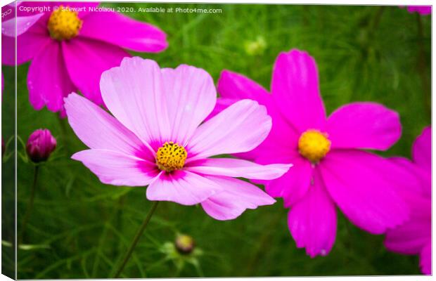 Vibrant cosmos bipinnatus flower Canvas Print by Stewart Nicolaou