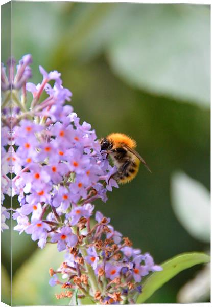 Bumble bee on Buddleia Canvas Print by Lindsay Read