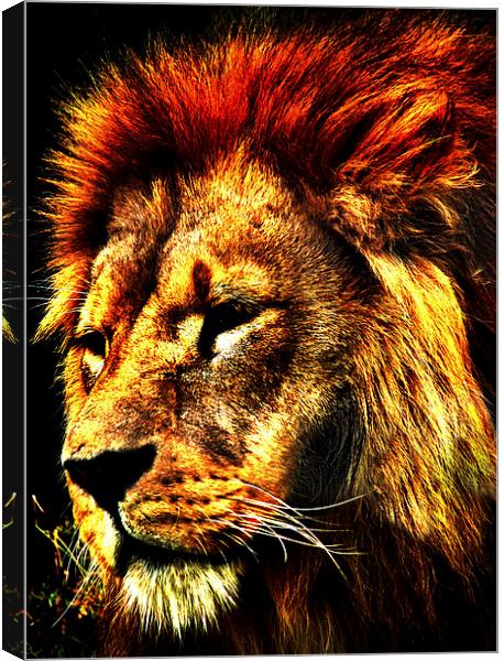 Leo the Lion Canvas Print by Andrew Pettey