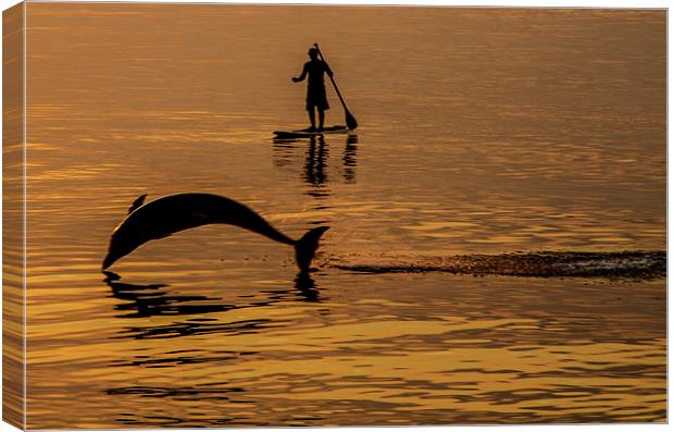Dave the Dolphin Canvas Print by Andrew Pettey