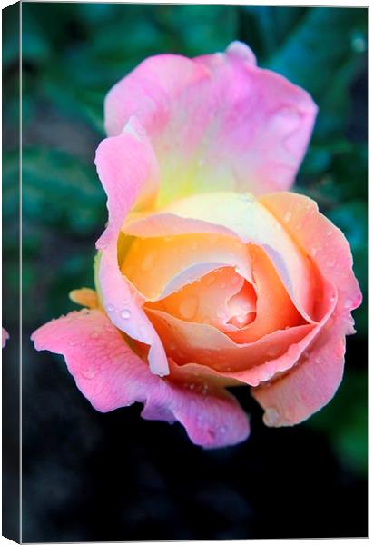 Beautiful Rose Canvas Print by Luís Barriga