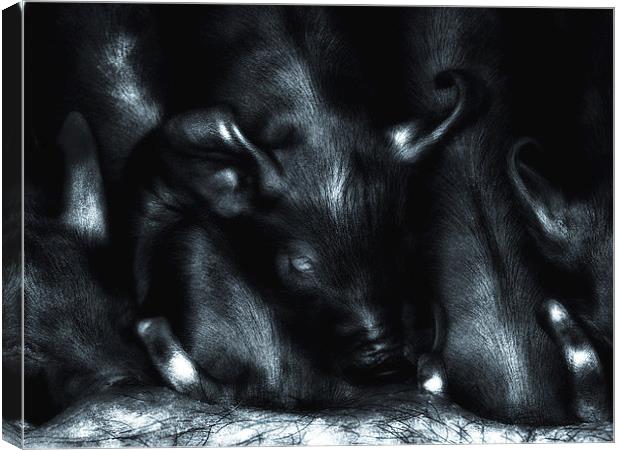 Piglets at Folly Farm Canvas Print by Mark Williams