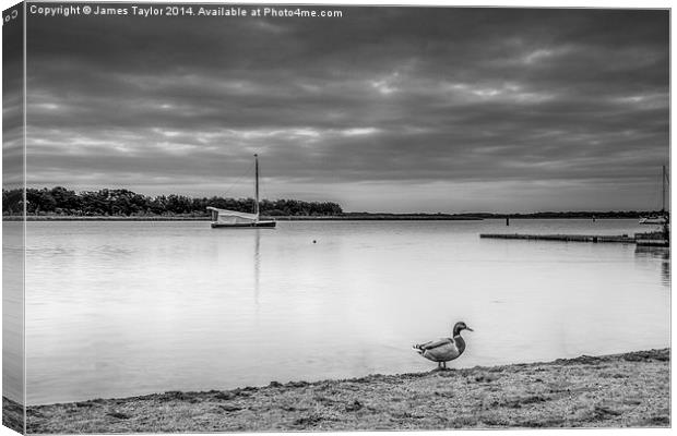  Lone Duck, Hickling Broad Canvas Print by James Taylor