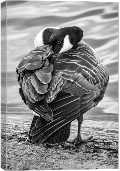 Sleepy Goose Canvas Print by Jason Moss