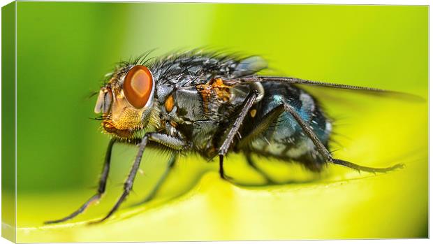 macro shot of common fly Canvas Print by nick wastie