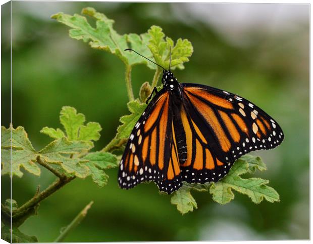 monarch butterfly macro shot Canvas Print by nick wastie