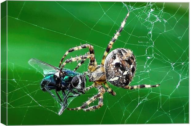 the fly and the spider Canvas Print by nick wastie