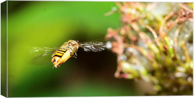 flying hover fly Canvas Print by nick wastie