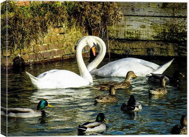 beautiful swans Canvas Print by nick wastie