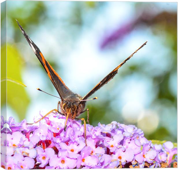 red admiral butterfly Canvas Print by nick wastie