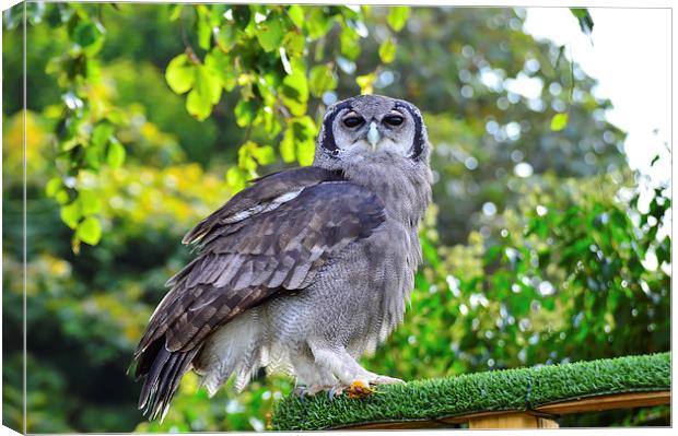 beautiful owl Canvas Print by nick wastie