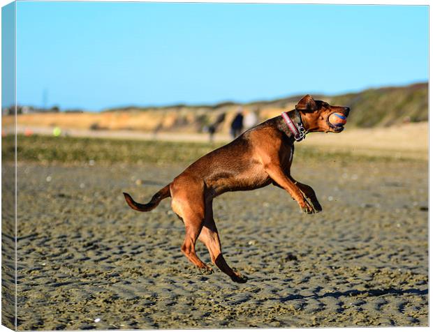 dog on the beach Canvas Print by nick wastie