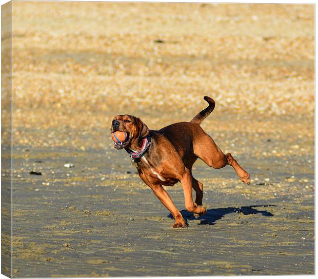 dog on beach Canvas Print by nick wastie