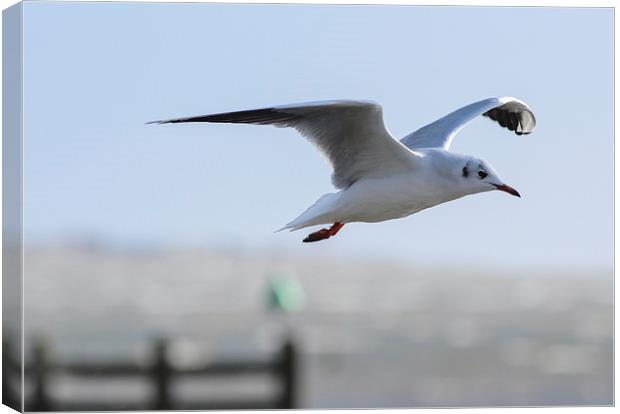 do love a seagull Canvas Print by nick wastie