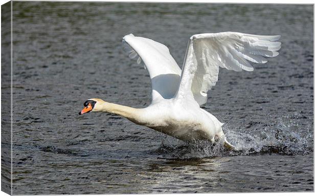 swan ready for landing Canvas Print by nick wastie
