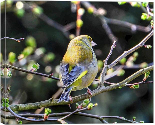 beautiful greenfinch Canvas Print by nick wastie