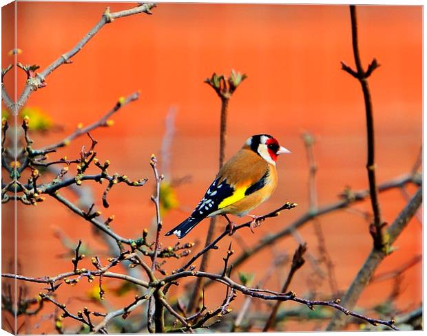 goldfinch Canvas Print by nick wastie