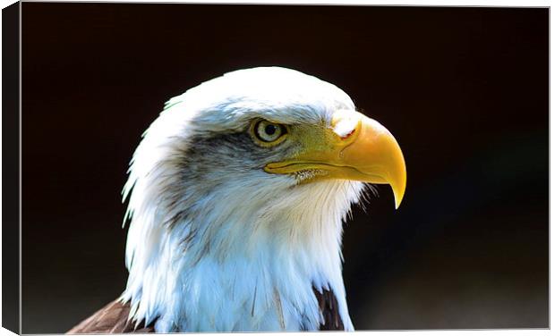 beautiful eagle Canvas Print by nick wastie