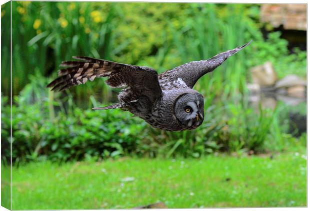 owl searching for prey Canvas Print by nick wastie