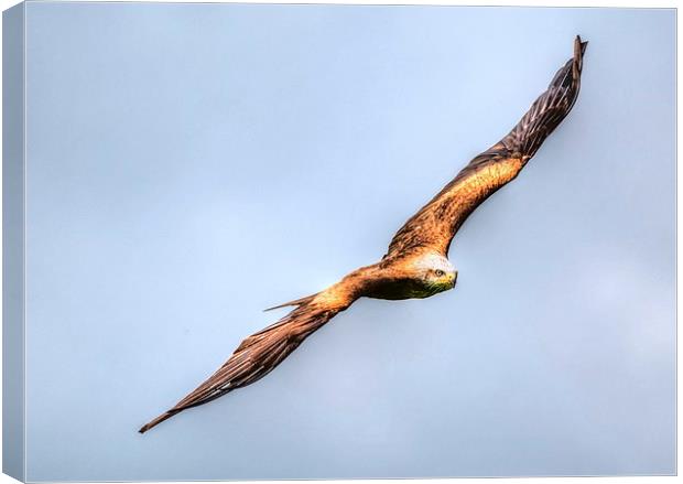 red kite bird of prey Canvas Print by nick wastie