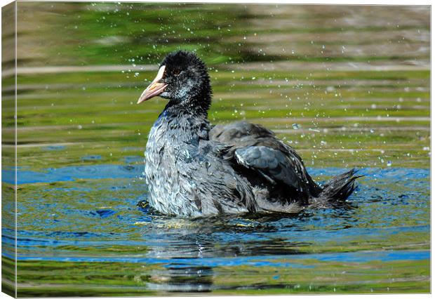  coot on the water Canvas Print by nick wastie