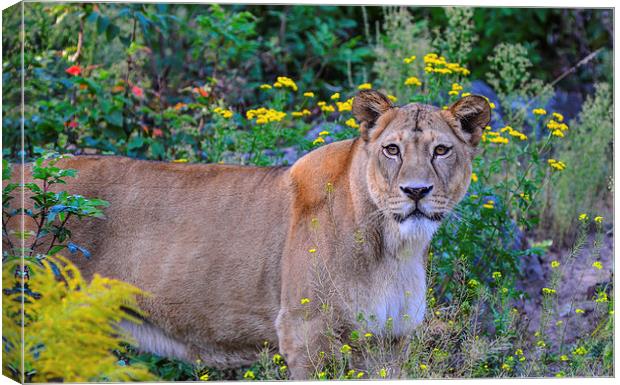  lioness  Canvas Print by nick wastie