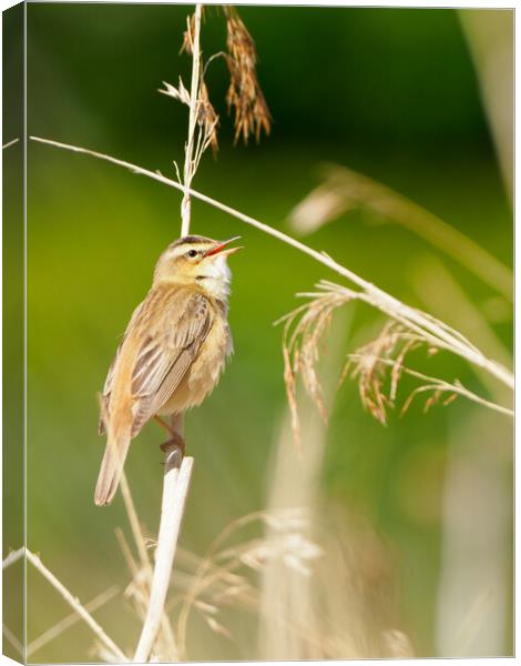 Sedge Warbler Canvas Print by Tommy Dickson