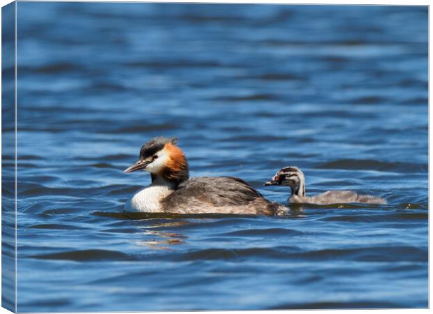 Great Crested Grebe and chick. Canvas Print by Tommy Dickson