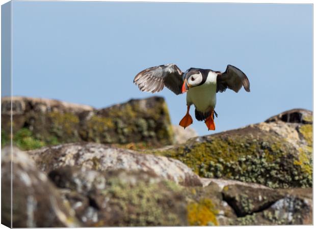 Puffin coming in to land on Isle Of May Canvas Print by Tommy Dickson