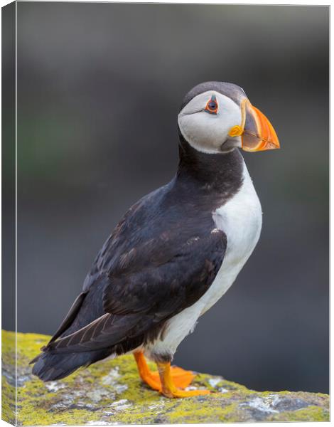 Puffin On The Isle Of May Canvas Print by Tommy Dickson