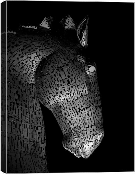 Solitary Kelpie Canvas Print by Tommy Dickson