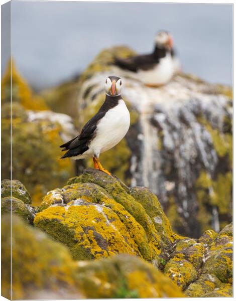 Atlantic Puffin Looking At Camera. Canvas Print by Tommy Dickson