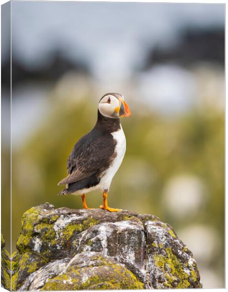 Atlantic Puffin on the Isle Of May. Canvas Print by Tommy Dickson