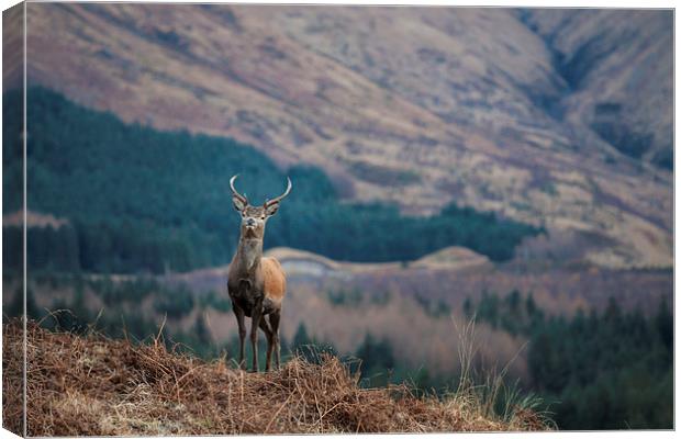 Red Deer Stag in Glen Etive Canvas Print by Tommy Dickson