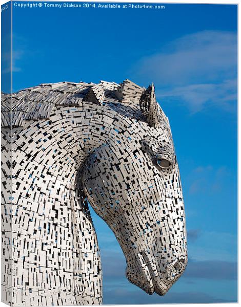 Lone Kelpie Canvas Print by Tommy Dickson