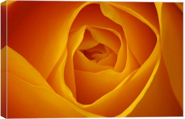 Delicate Beauty of Yellow Rose Canvas Print by Tommy Dickson