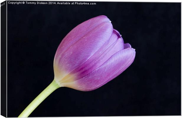 Tulip on Black Canvas Print by Tommy Dickson