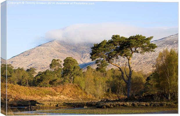 Majestic Scots Pine at Loch Tulla Canvas Print by Tommy Dickson