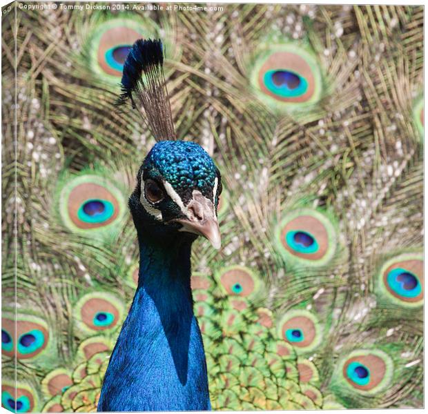 Peacock Canvas Print by Tommy Dickson