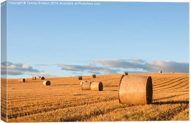 Golden Evening Harvest Canvas Print by Tommy Dickson