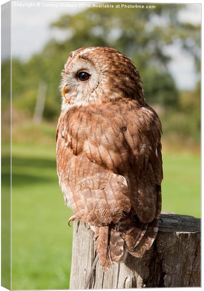 Tawny Owl Canvas Print by Tommy Dickson