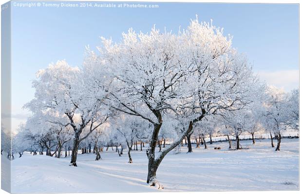 Frosty Trees Canvas Print by Tommy Dickson