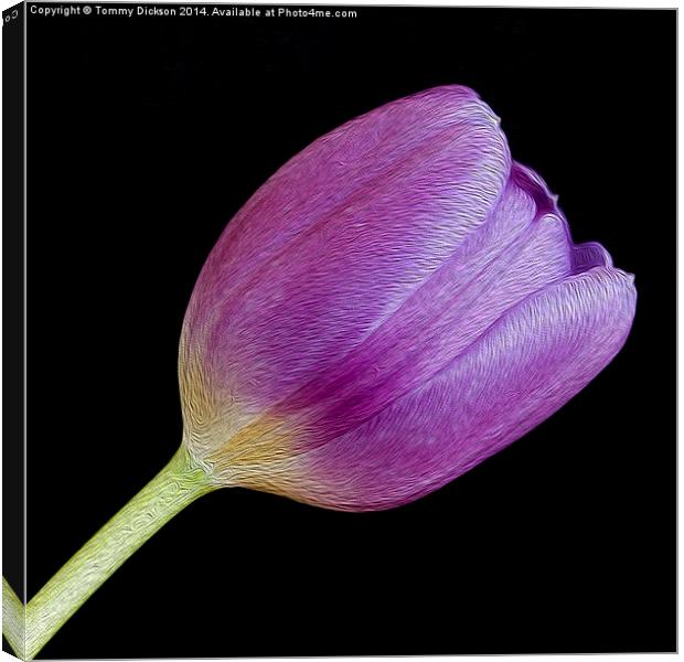 Single Purple Tulip Canvas Print by Tommy Dickson