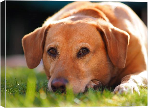 Golden Labrador Basks in Sunlight Canvas Print by Tommy Dickson