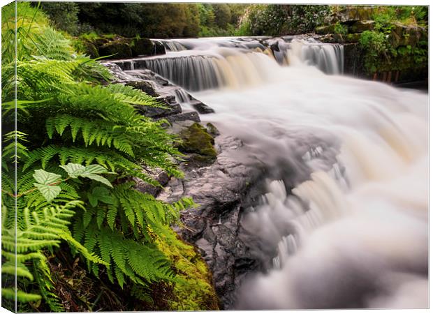  River Carron at Larbert Canvas Print by Tommy Dickson