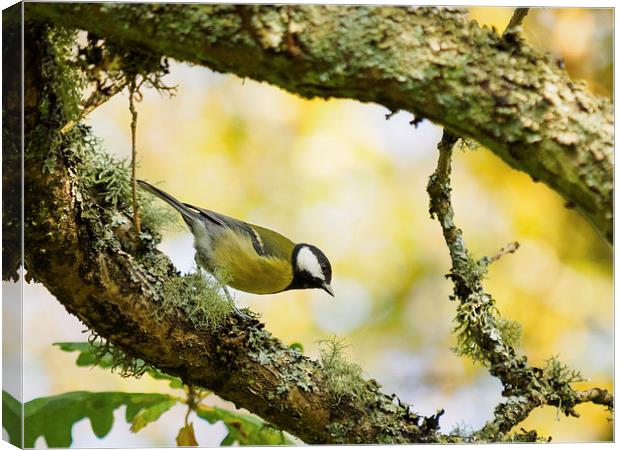  Great Tit Canvas Print by Tommy Dickson