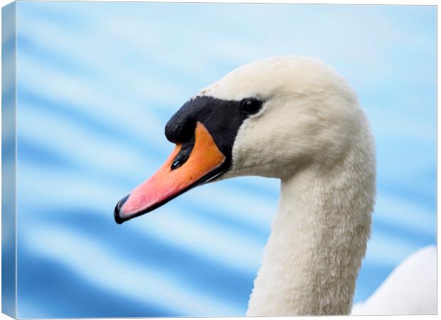 portrait of a mute swan Canvas Print by Tommy Dickson