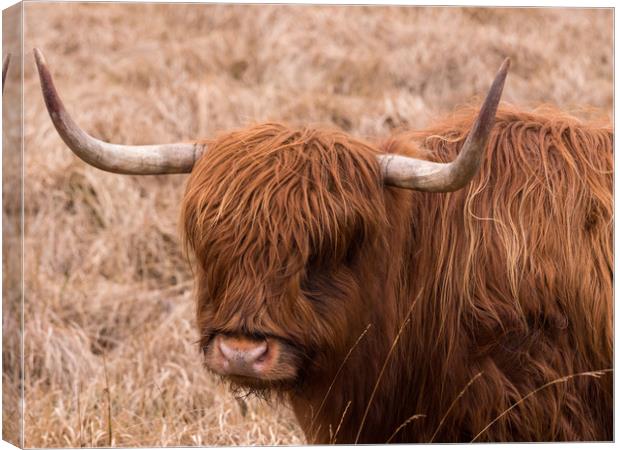 Highland Cow. Canvas Print by Tommy Dickson